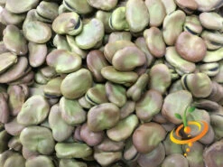 Bean, Fava/Broad - Broad Windsor 20 Bean, Fava/Broad - Broad Windsor -Speed now Broad Windsor seeds 1