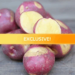 Potato (Early-Season) - Cheshire