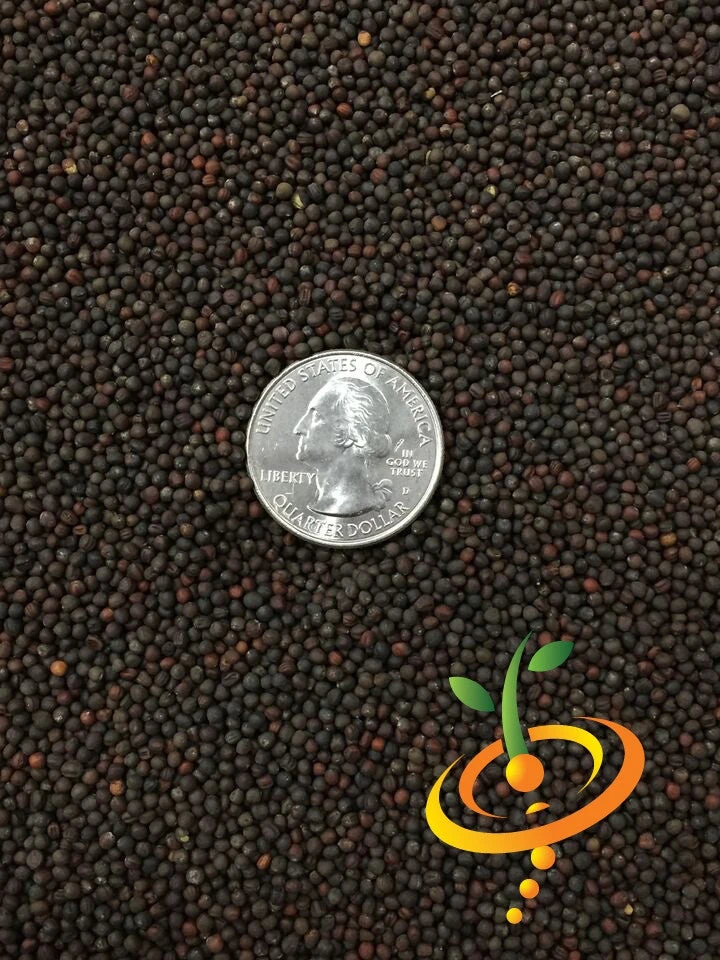 Cabbage - All Season 11 Cabbage - All Season - Image 9