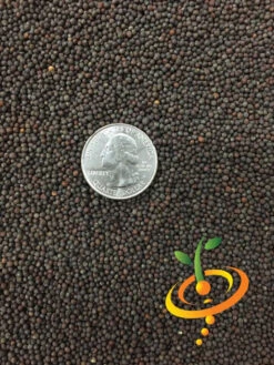 Cabbage - Mammoth Red Rock -Speed now Cabbage Mammoth Red Rock 1