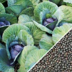 Cabbage - Mammoth Red Rock -Speed now Cabbage Mammoth Red Rock seeds e27b0638 7593 4899 ad39 a07f59448f0e