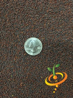 Cabbage - Michihili 17 Cabbage - Michihili -Speed now Cabbage Michihili 4