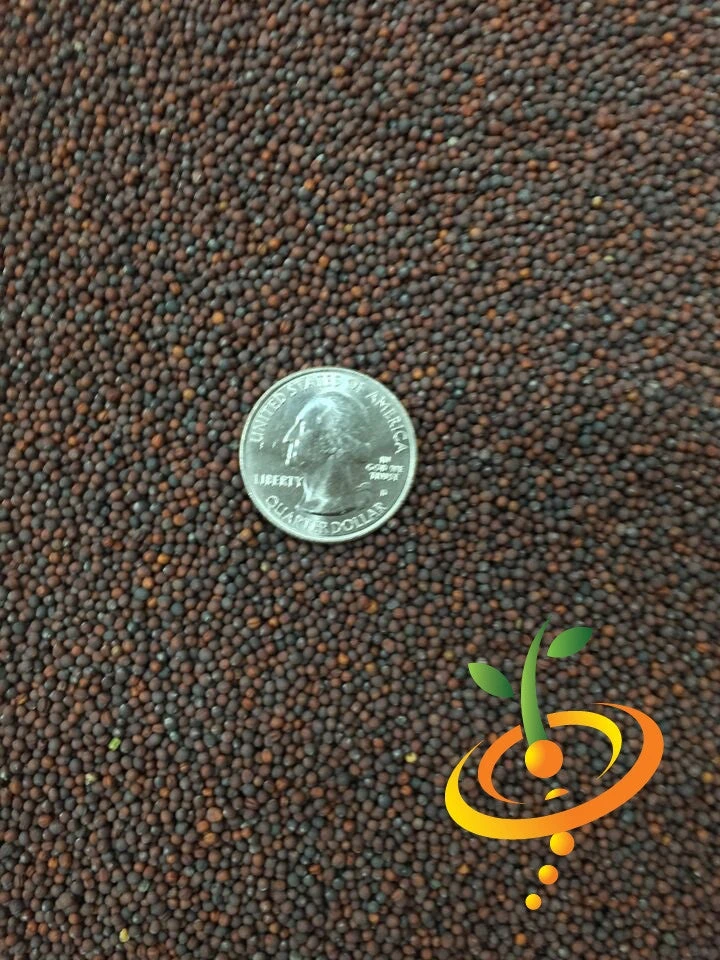 Cabbage - Michihili 10 Cabbage - Michihili - Image 8