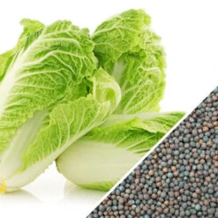 Cabbage - Michihili 16 Cabbage - Michihili -Speed now Cabbage Michihili seeds 4f5879ee d674 4a25 bb19 aaa3919f57eb