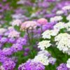 Flowers - Candytuft, Fairy Dwarf Mix 1 Flowers - Candytuft, Fairy Dwarf Mix -Speed now Candytuftflowerseeds