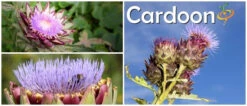 Cardoon (Purple Artichoke Thistle) -Speed now Cardoon