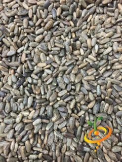 Cardoon (Purple Artichoke Thistle) -Speed now Cardoon seeds 2