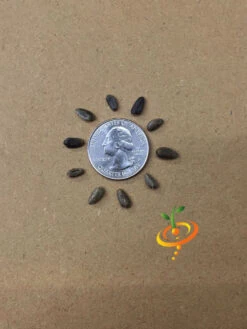 Cardoon (Purple Artichoke Thistle) -Speed now Cardoon seeds 4