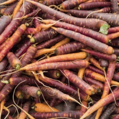 Carrot - Purple Haze, 8" Long (F1-HYBRID)