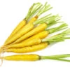 Carrot - Solar Yellow, 7" Long -Speed now CarrotSolarYellow