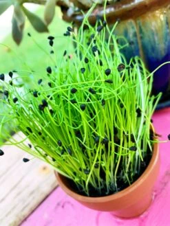 Sprouts/Microgreens - Chives, Garlic -Speed now Chives 1