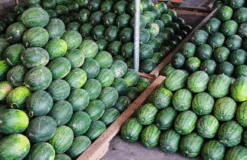 Watermelon - Congo -Speed now Congo Watermelon Seeds