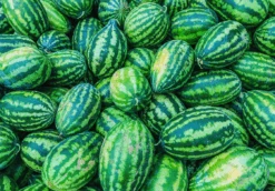 Watermelon - Congo -Speed now Congo Watermelon Seeds 3