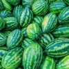 Watermelon - Congo 2 Watermelon - Congo -Speed now Congo Watermelon Seeds 3 1100x dfbf1841 609f 4851 be6f 44ae4e42503f