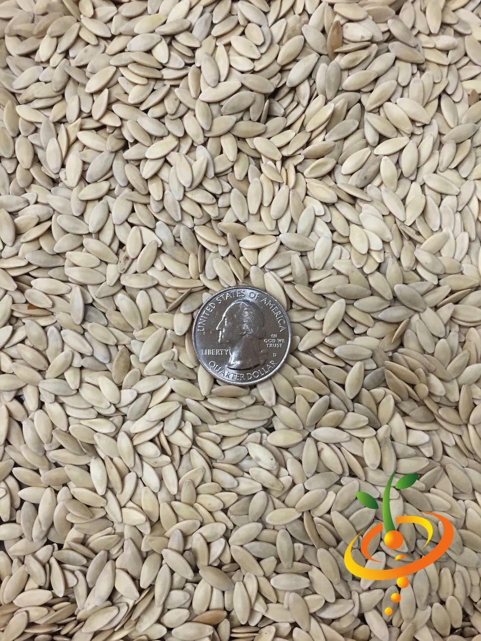 Cucumber - Boston Pickling 12 Cucumber - Boston Pickling - Image 10