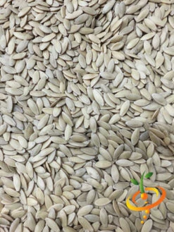 Cucumber - Boston Pickling 20 Cucumber - Boston Pickling -Speed now Cucumber Boston Pickling 4