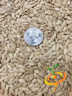 Cucumber - Marketmore -Speed now Cucumber Marketmore 1