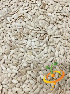 Cucumber - Marketmore -Speed now Cucumber Marketmore 5