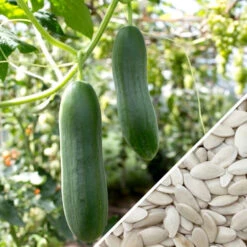 Cucumber - Marketmore -Speed now Cucumber Marketmore seeds