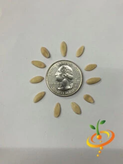 Cucumber - Space Master 19 Cucumber - Space Master -Speed now Cucumber Space Master 1