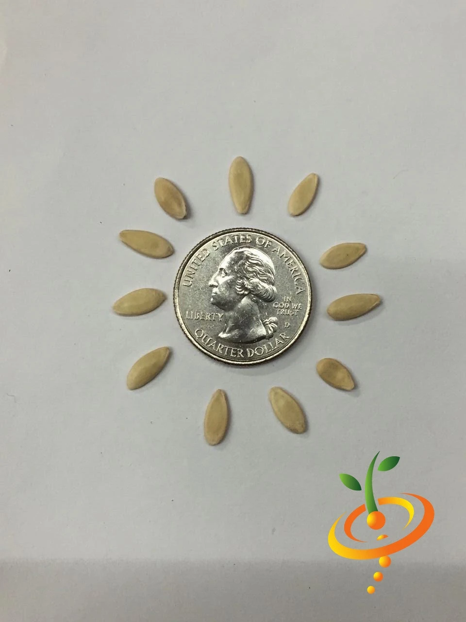 Cucumber - Space Master 10 Cucumber - Space Master - Image 8