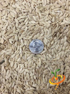 Cucumber - Space Master 21 Cucumber - Space Master -Speed now Cucumber Space Master 2