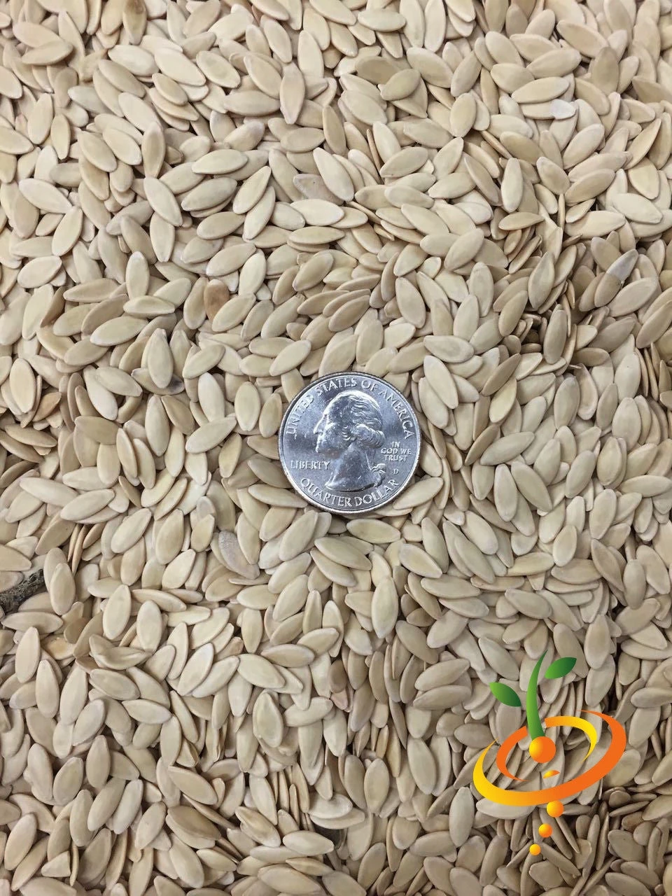 Cucumber - Space Master 12 Cucumber - Space Master - Image 10