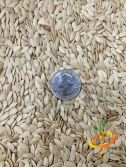 Cucumber - Straight 8 18 Cucumber - Straight 8 -Speed now Cucumber Straight 8 1