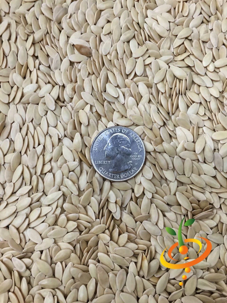 Cucumber - Straight 8 10 Cucumber - Straight 8 - Image 8