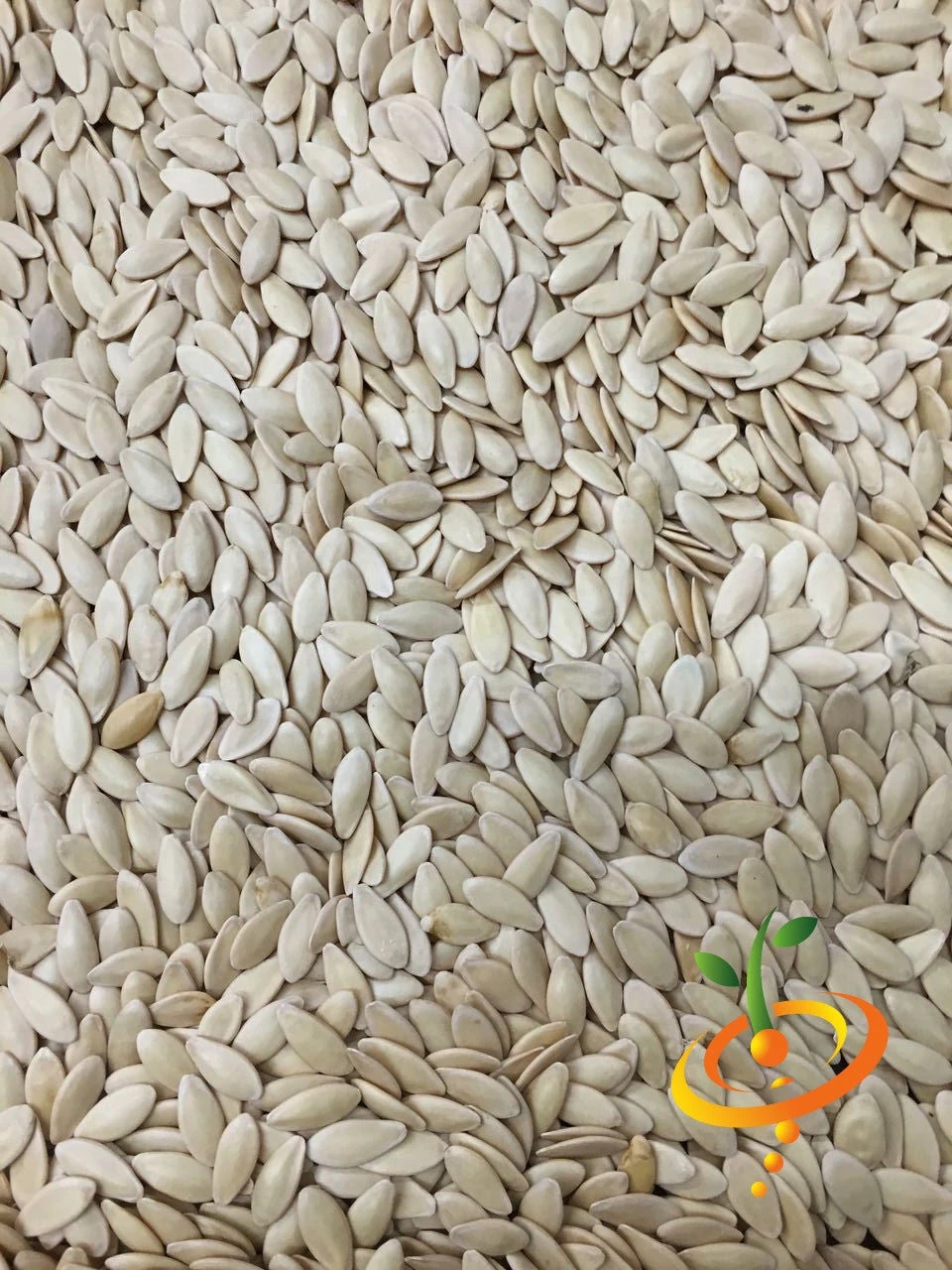 Cucumber - Straight 8 11 Cucumber - Straight 8 - Image 9