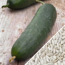Cucumber - Straight 8 17 Cucumber - Straight 8 -Speed now Cucumber Straight 8 seeds bb01aa77 0810 4827 909f d9d9cf84a1e7