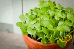 Sprouts/Microgreens - Basil, Green -Speed now DSC 2380
