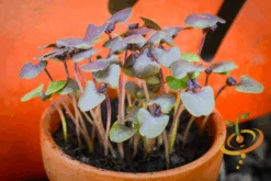 Sprouts/Microgreens - Basil, Purple -Speed now DSC 2395