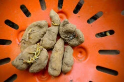 Potato (Late-Season) Fingerling - Russian Banana (ORGANIC) -Speed now DSC 3857