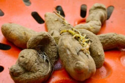 Potato (Late-Season) Fingerling - Russian Banana (ORGANIC) -Speed now DSC 3861