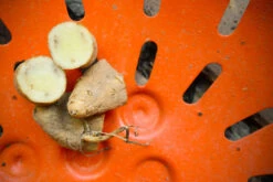 Potato (Late-Season) Fingerling - Russian Banana (ORGANIC) -Speed now DSC 3865