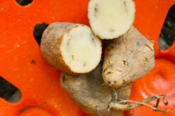 Potato (Late-Season) Fingerling - Russian Banana (ORGANIC) -Speed now DSC 3866