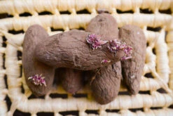 Potato (Late-Season) Fingerling - Red Thumb (Organic/Heirloom) 15 Potato (Late-Season) Fingerling - Red Thumb (Organic/Heirloom) -Speed now DSC 3867