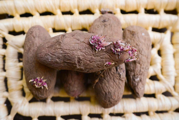 Potato (Late-Season) Fingerling - Red Thumb (Organic/Heirloom) 6 Potato (Late-Season) Fingerling - Red Thumb (Organic/Heirloom) - Image 4
