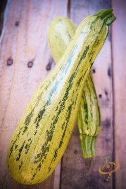 Squash (Summer) - Caserta 17 Squash (Summer) - Caserta -Speed now DSC 4201 2