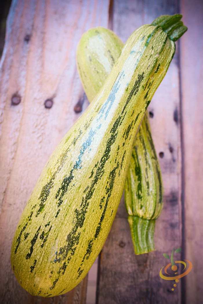 Squash (Summer) - Caserta 9 Squash (Summer) - Caserta - Image 7