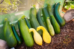 Squash (Summer) - Black Beauty Zucchini 19 Squash (Summer) - Black Beauty Zucchini -Speed now DSC 4605 a37afbd6 fce5 4b48 840e 627bb8bea469