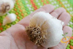 Garlic - (Soft Neck) Silver Rose 23 Garlic - (Soft Neck) Silver Rose -Speed now DSC 4966