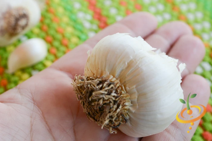 Garlic - (Soft Neck) Silver Rose 10 Garlic - (Soft Neck) Silver Rose - Image 8