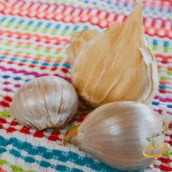 Garlic - (Soft Neck) - Elephant -Speed now DSC 4972