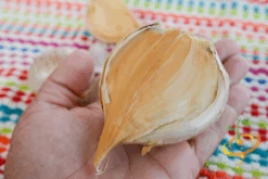 Garlic - (Soft Neck) - Elephant -Speed now DSC 4973