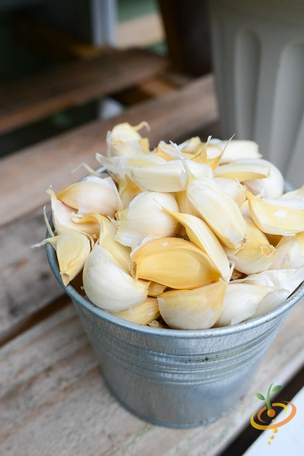 Garlic - (Soft Neck) Silver Rose 7 Garlic - (Soft Neck) Silver Rose - Image 5