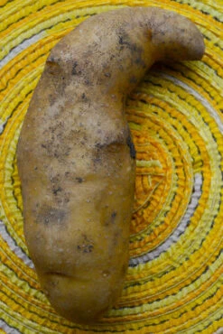 Potato (Late-Season) Fingerling - Russian Banana (ORGANIC) -Speed now DSC 9534