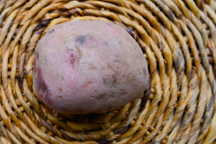 Potato (Mid-Season) - Norland, Dark Red (ORGANIC) 6 Potato (Mid-Season) - Norland, Dark Red (ORGANIC) - Image 4
