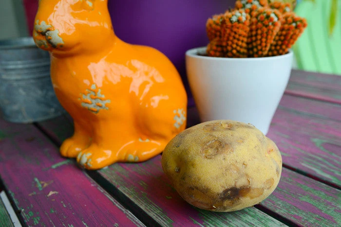 Potato (Early-Season) - Yukon Gold (ORGANIC) 4 Potato (Early-Season) - Yukon Gold (ORGANIC) - Image 2